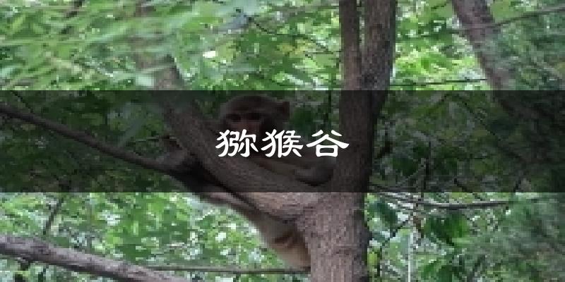 猕猴谷今日天气