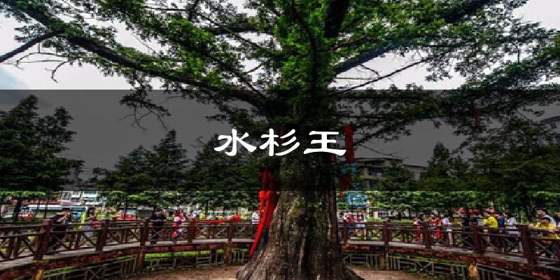 水杉王天气预报十五天