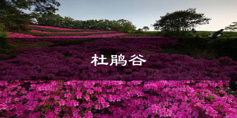 杜鹃谷天气预报十五天