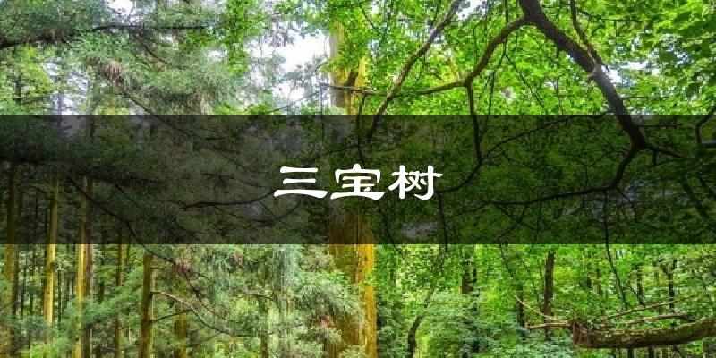 三宝树天气预报十五天
