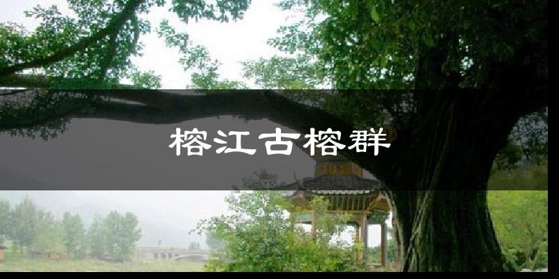 榕江古榕群天气预报十五天
